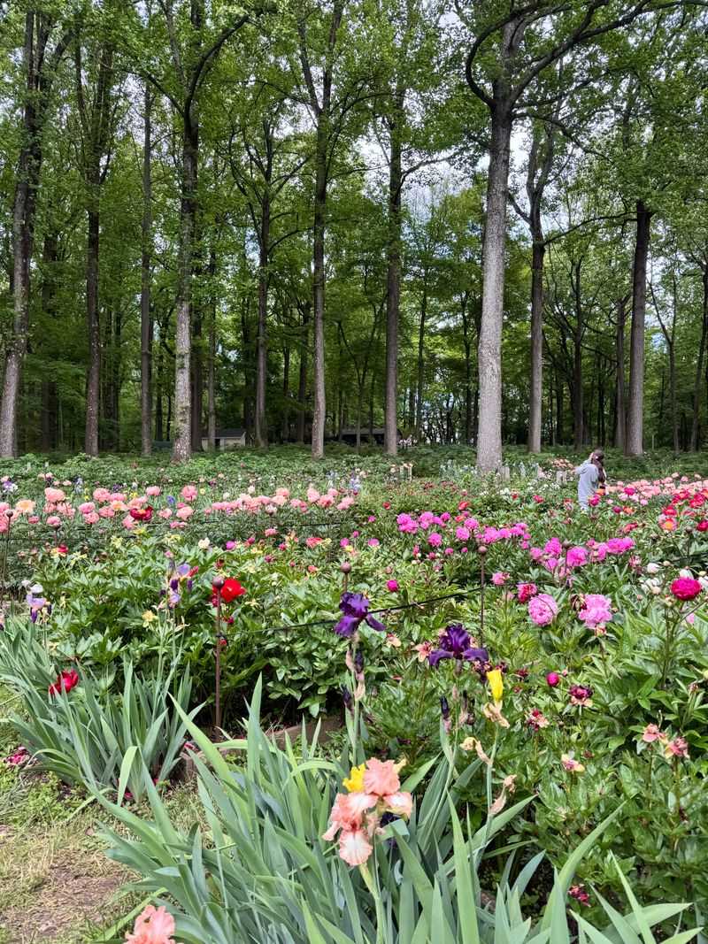 Perfect Timing Is Everything for Peak Peony Season