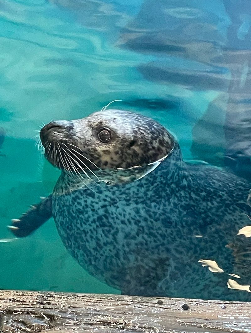 Seal Encounters Create Once-in-a-Lifetime Memories