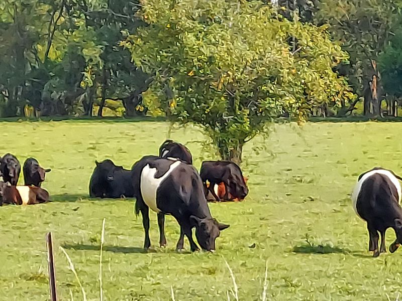 Visitors Notice This First When Driving Through Amish Areas