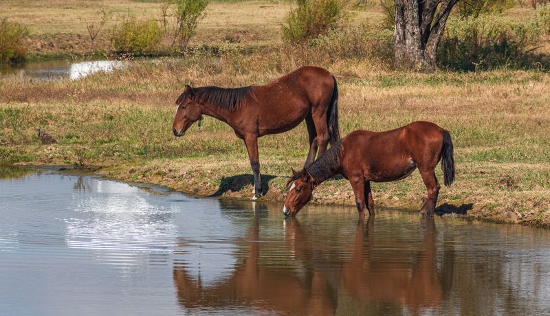 Hundreds of Wild Mustangs Roaming Free Across the Ranch