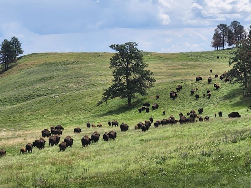 Close Encounters Increase Injury Risk For Visitors