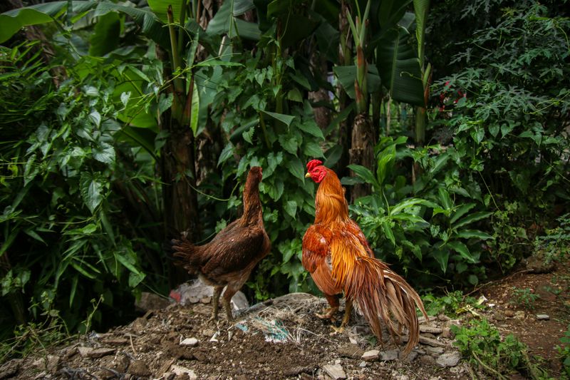 Protected Free-Roaming Chickens in Key West