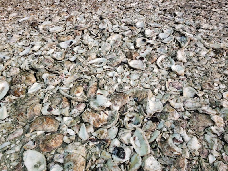 Seafood Culture Remains Local First