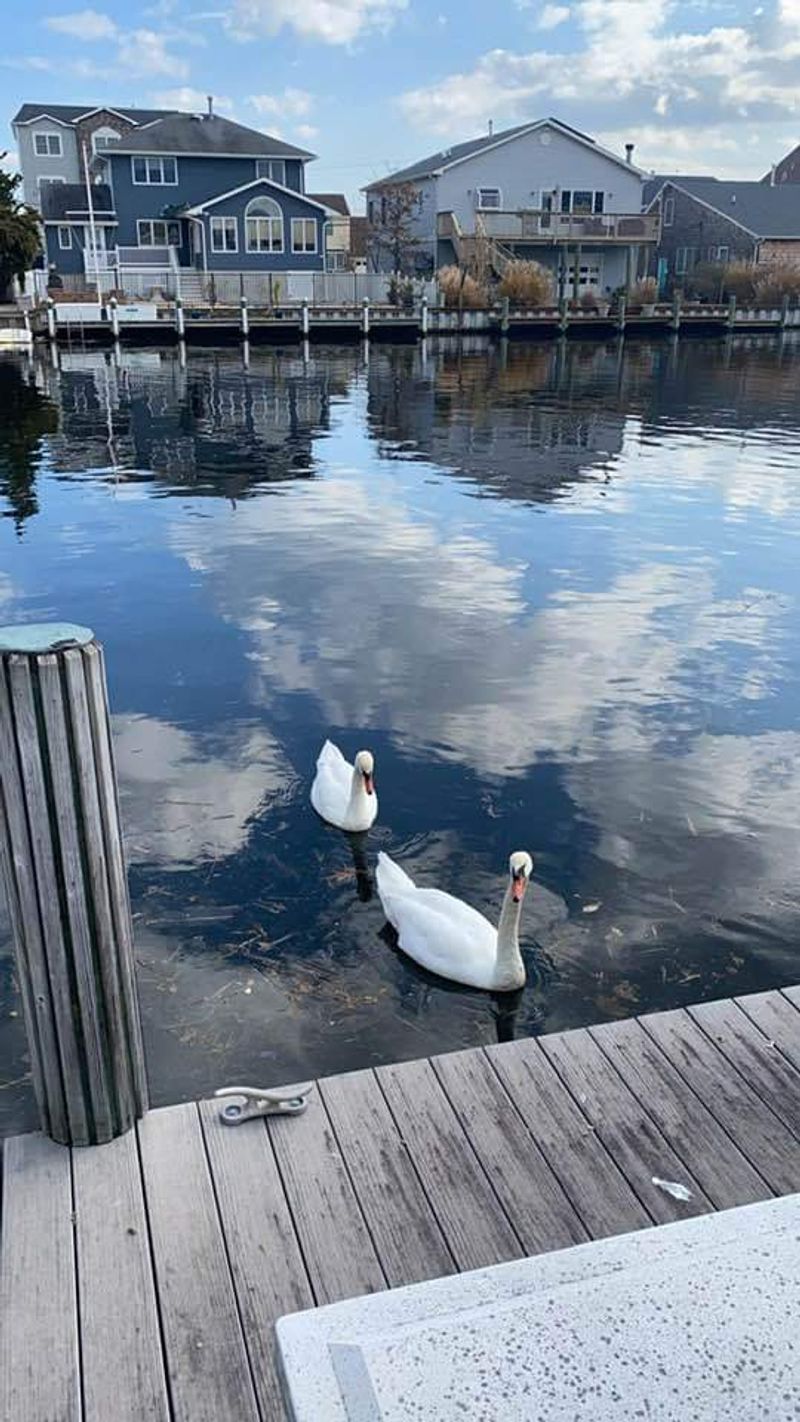 Toms River (Ocean County)