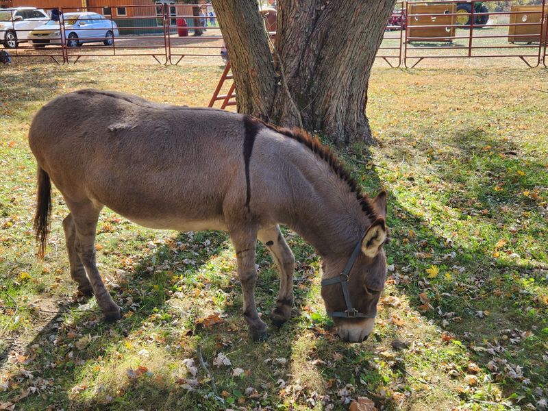 Meet the Sweetest Donkey and Farm Animals
