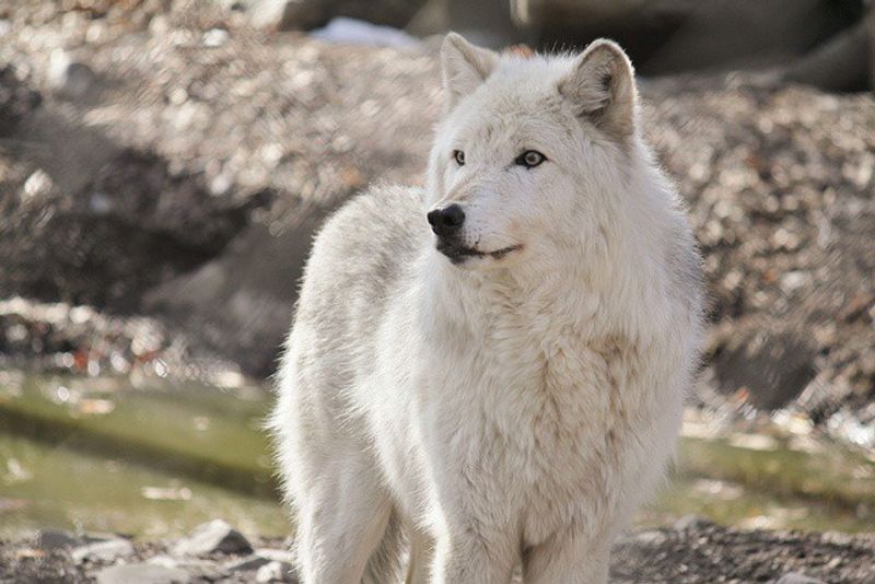 Lakota Wolf Preserve: Where Winter Brings Out the Wild