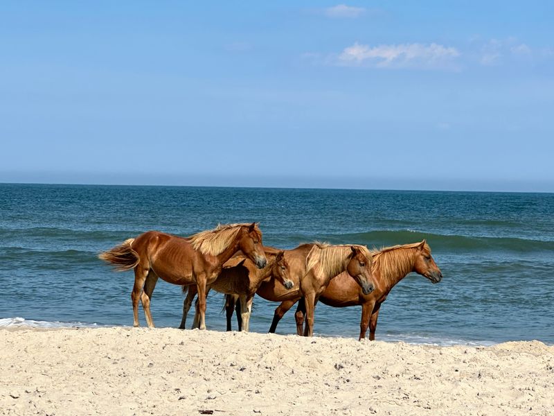 Chincoteague and Assateague Islands