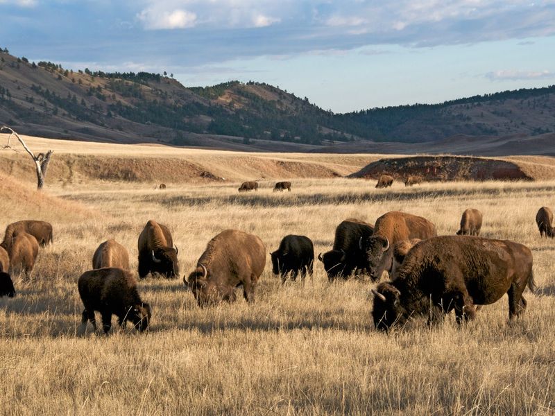 Animal Behavior Becomes Less Predictable And More Aggressive