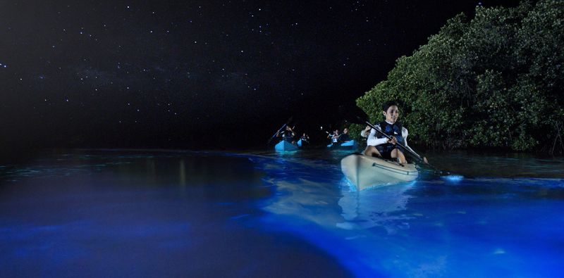 Bioluminescent Bay Swimming at Mosquito Creek