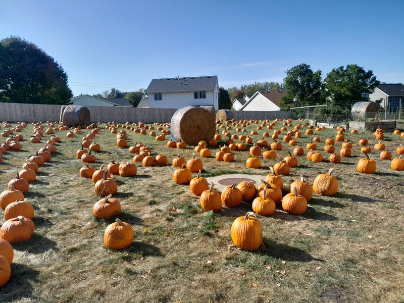 Iowa Orchard Corn Maze And Fall Fun, Urbandale