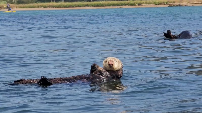 Moss Landing Wildlife Area, Moss Landing
