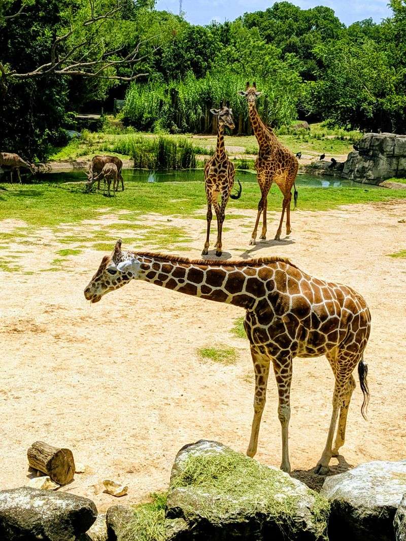 Cameron Park Zoo and Its Global Collection