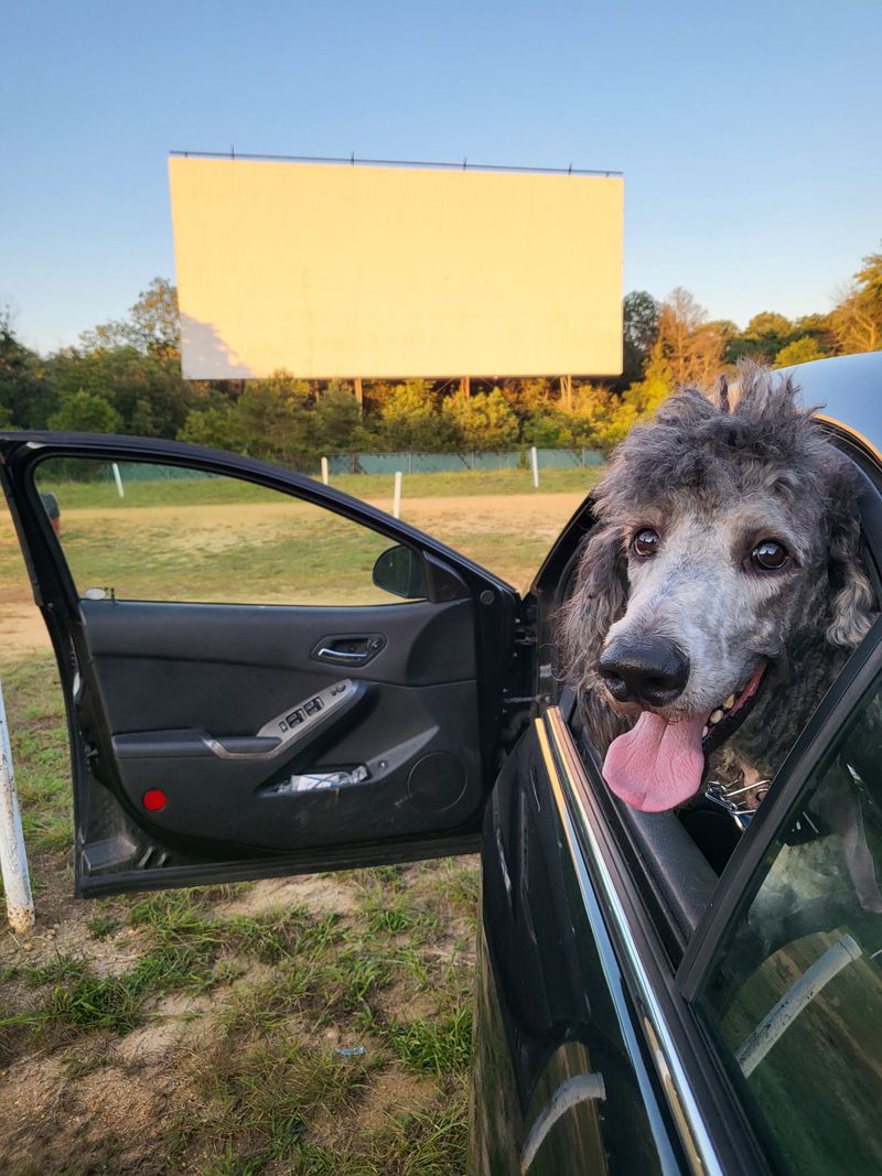 Pet-Friendly Policies for Dog Lovers