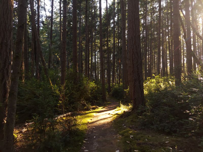 Hope Island State Park, Island Forest Solitude