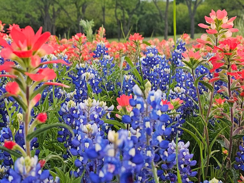 Texas Hill Country Wildflower Season