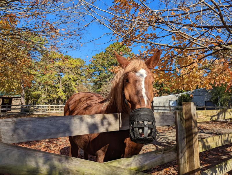 Popcorn Park Zoo Origins, Forked River