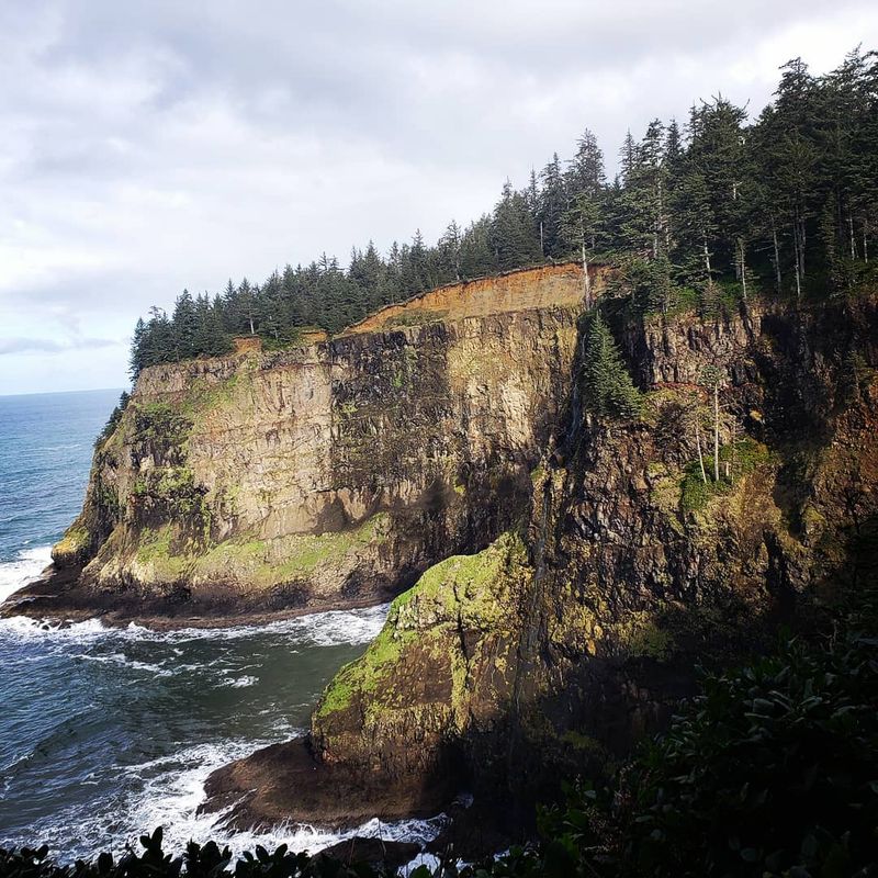 The Octopus Tree Twists Into Legend