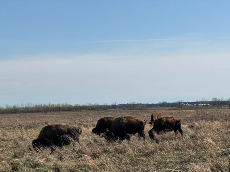 Kankakee Sands Bison Prairie