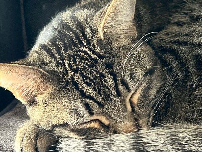 Adopt Your New Best Friend