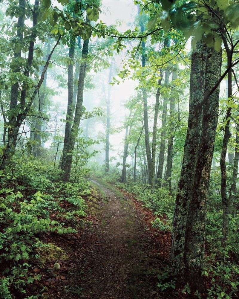 Black Bear Viewing at Shenandoah's Backcountry Hollows