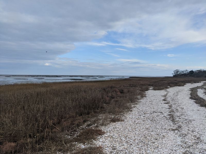 Mockhorn Island Wildlife Management Area