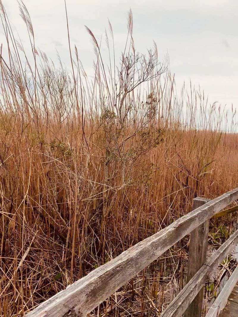 Back Bay National Wildlife Refuge