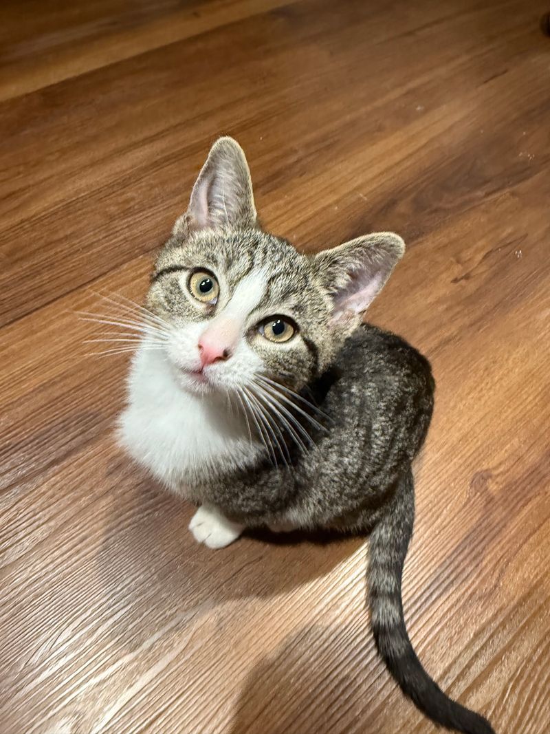 Membership and Volunteer Opportunities