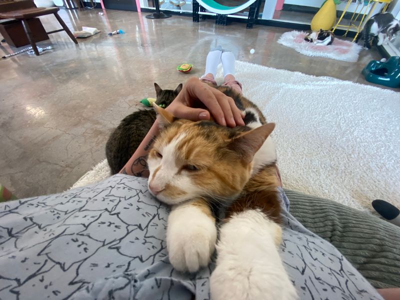 Every Cat Has a Story Worth Hearing