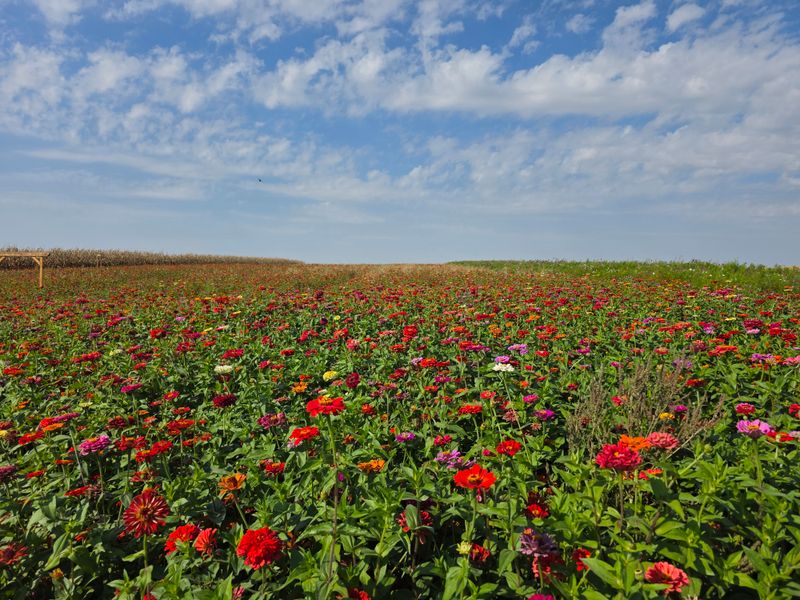Deal’s Orchard Corn Maze, Jefferson
