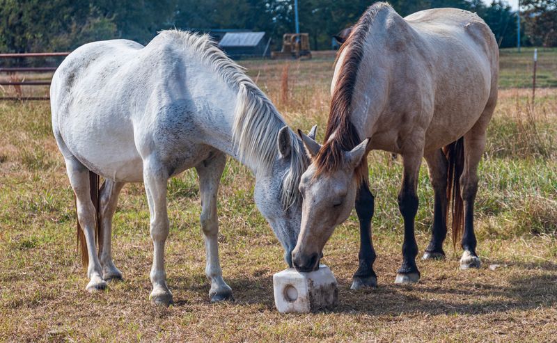 Wildlife Viewing Beyond the Mustang Herds