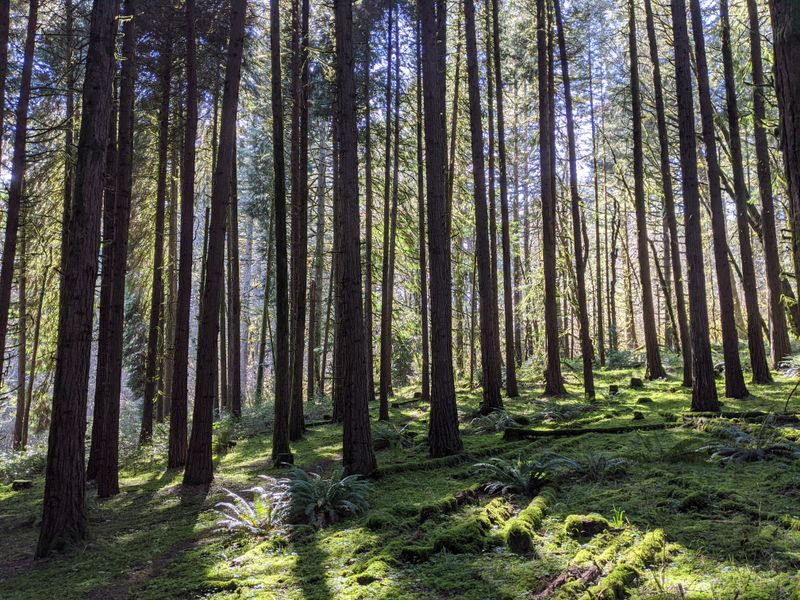 Sustainable Resource Management In Working Forests