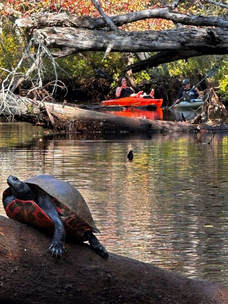 Stunning Natural Beauty Through The Heart Of Pine Barrens Wilderness