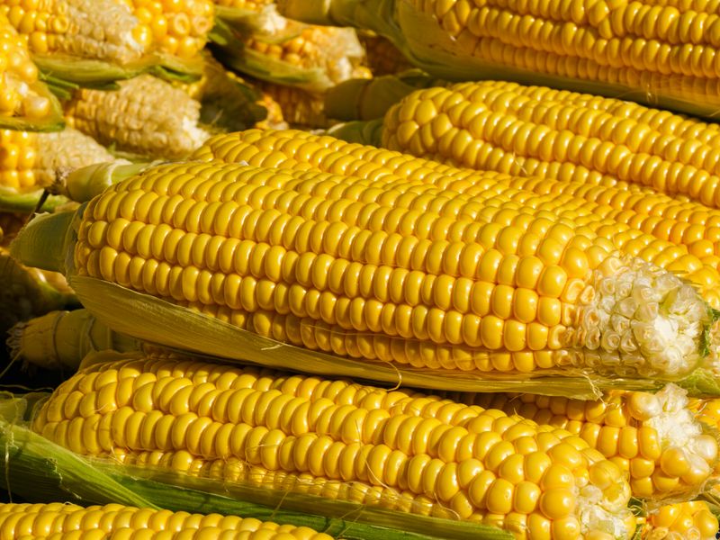 Sweet Corn Season Is Practically a Holiday