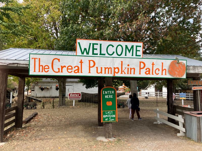 The Great Pumpkin Patch