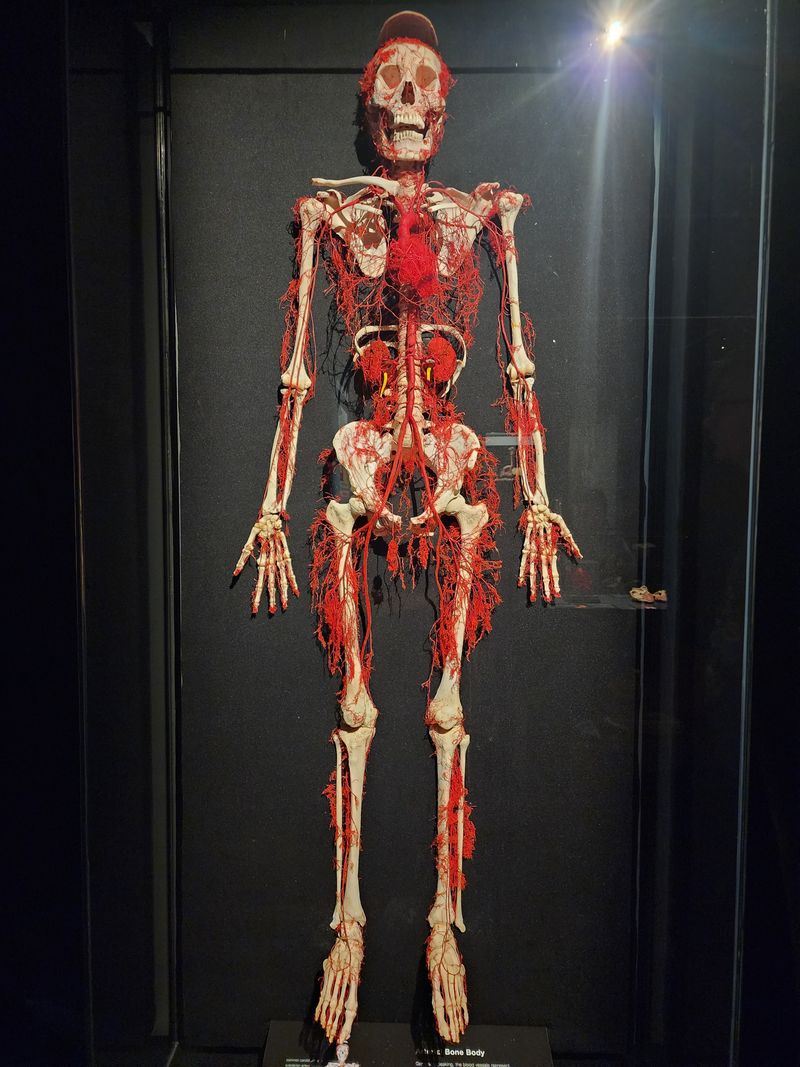 Live Dissection Classes Offer Hands-On Science