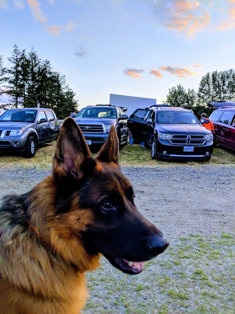 Pet Friendly Evenings