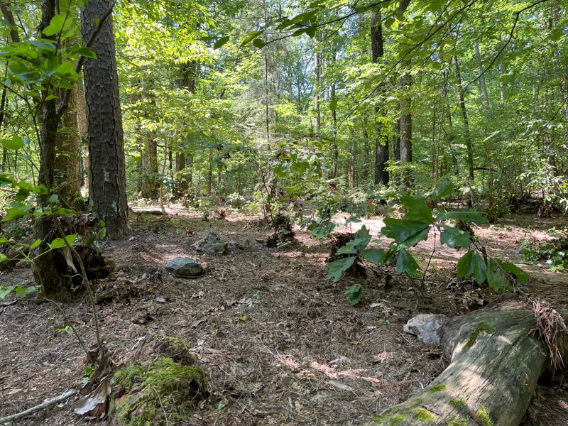 Wildlife Thrives in Undisturbed Mountain Habitat