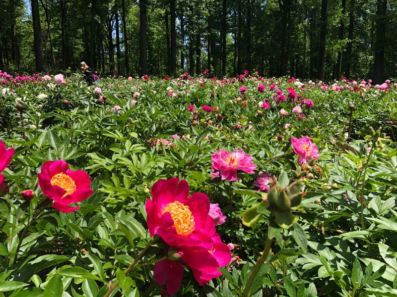 Incredible Variety Means Every Peony Lover Finds Their Favorite