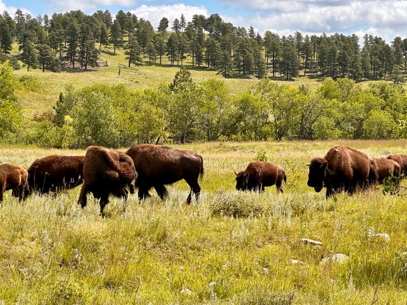 Day One Afternoon: Quiet Wildlife Loop In Custer State Park