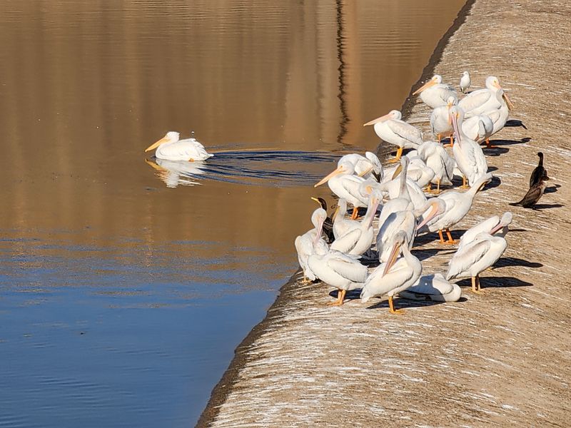 Wildlife Refuge and Migratory Birds