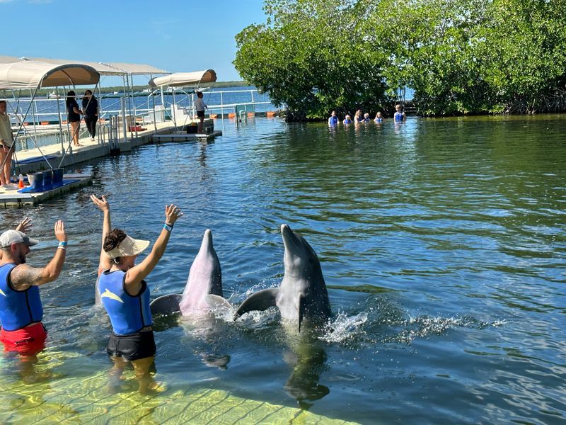 Dolphins Plus Bayside