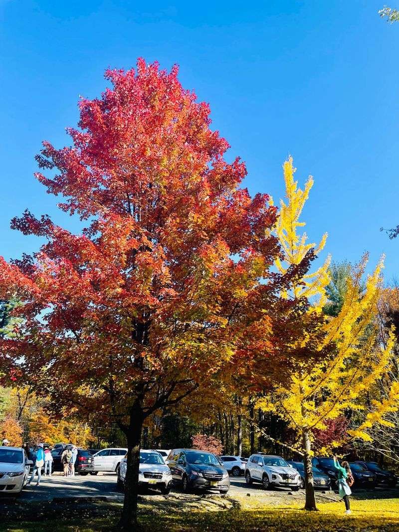 Growing Popularity Creates Parking Challenges And Crowded Conditions