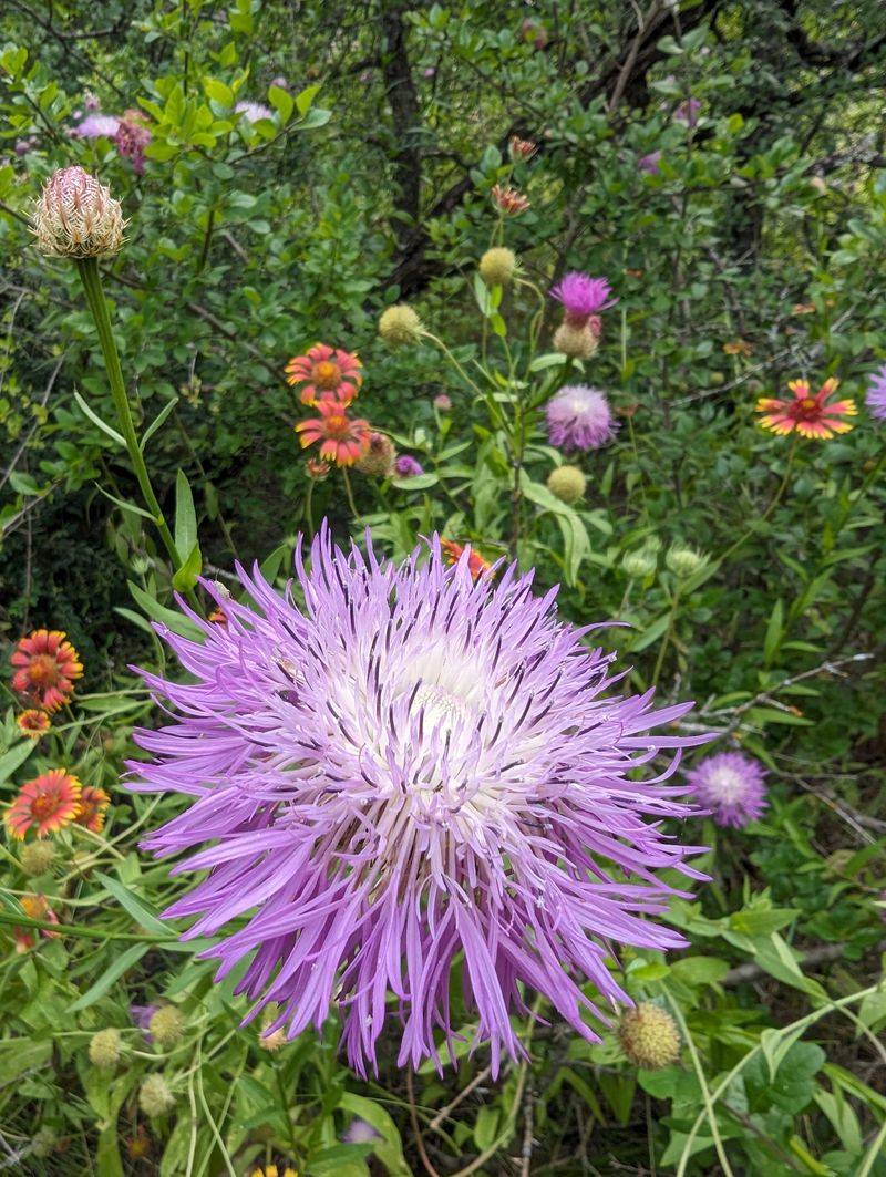 Wildlife Watching Opportunities