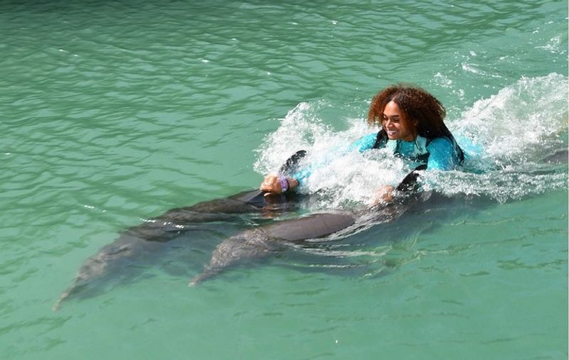 Florida Keys Dolphin Encounter Programs