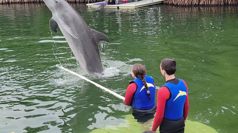 Dolphins Plus Oceanside