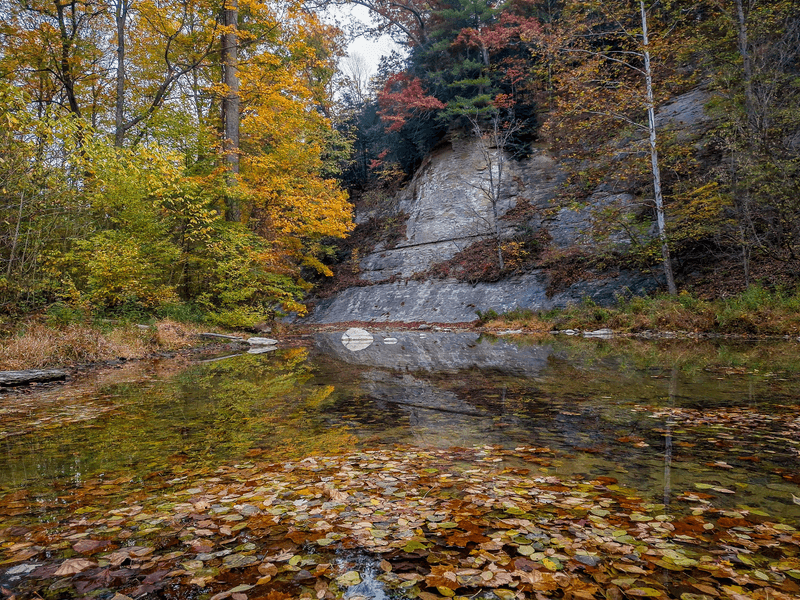 Ancient Forest Canopy Creating Cathedral-Like Atmosphere