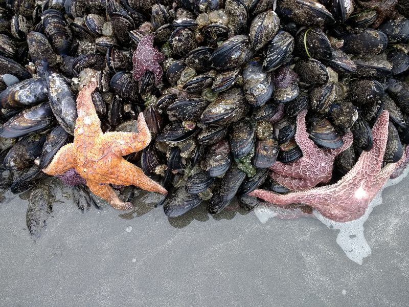 Tidepool Treasures at Low Tide