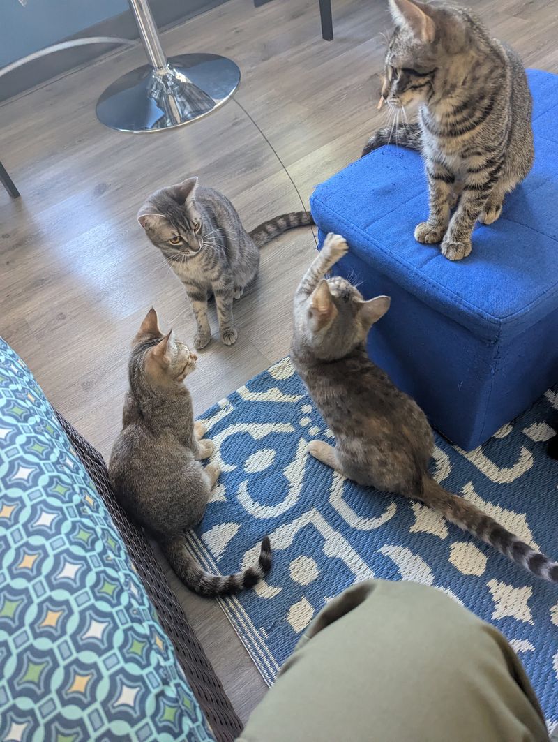 Relax in a Space Designed for Cat Comfort