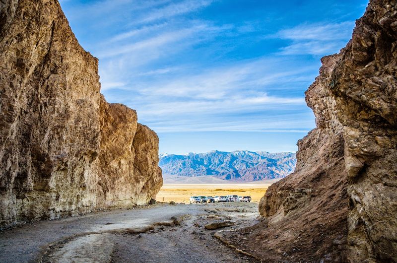 Color And Texture Replace The Trees