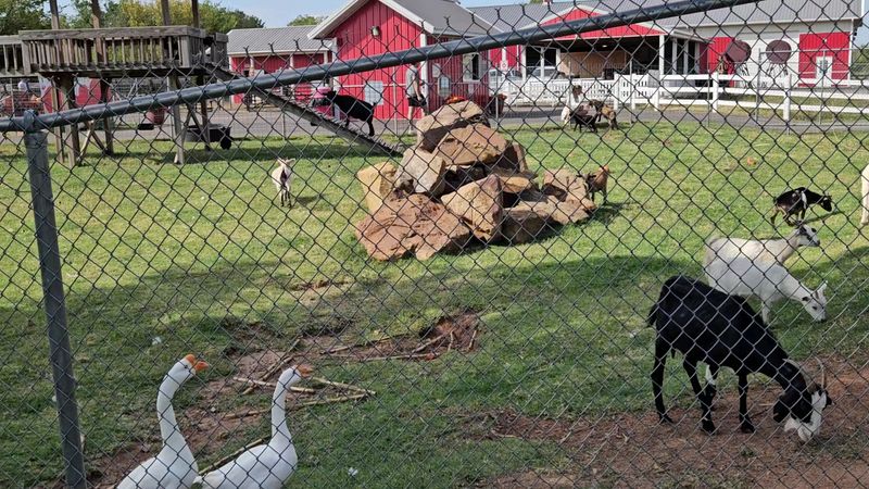 Get Your Hands Dirty at the Petting Zoo